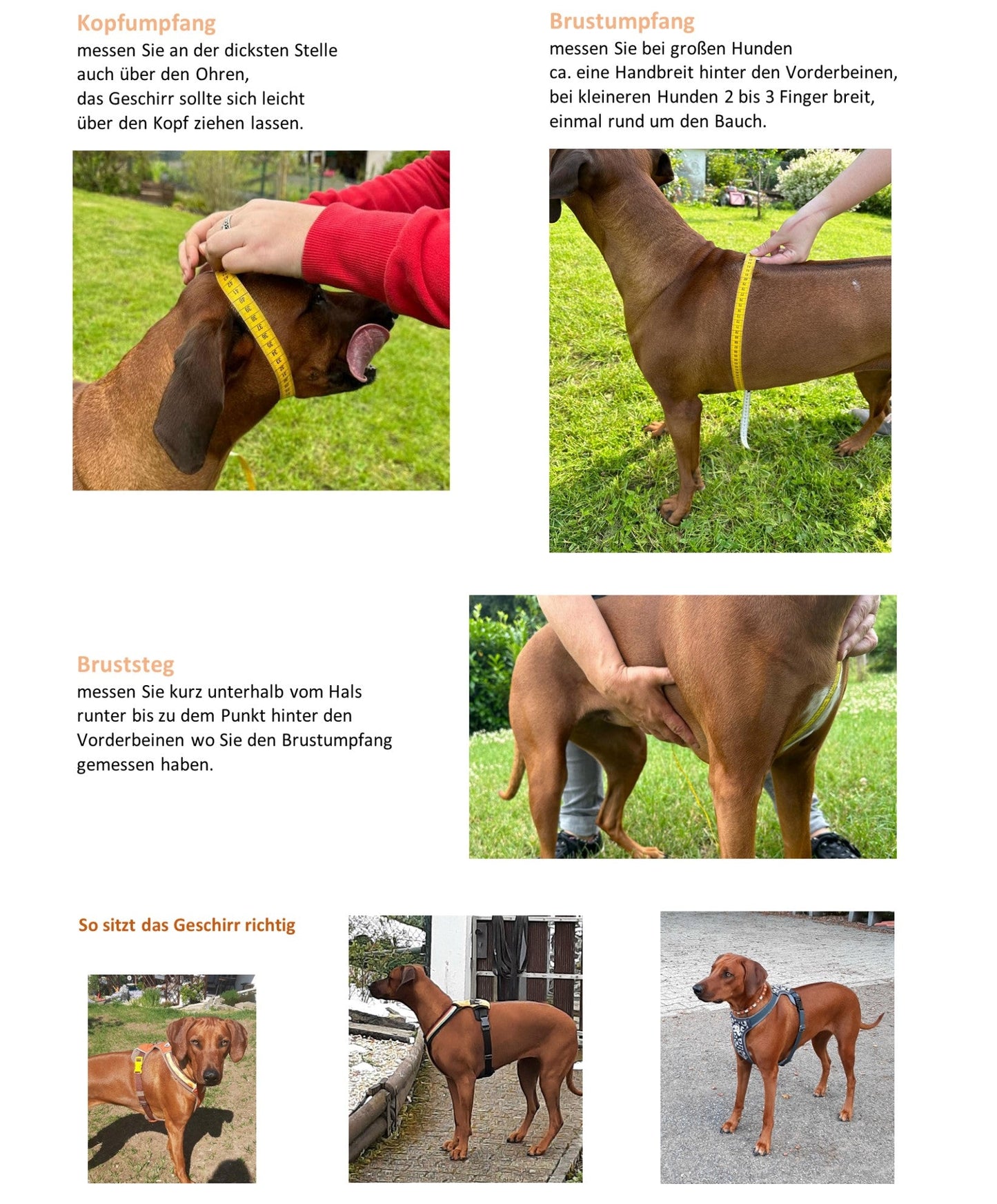 Gepolstertes Hundegeschirr Gelb, personalisierbar