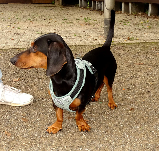 Gepolstertes Hunde Geschirr Mint, personalisierbar