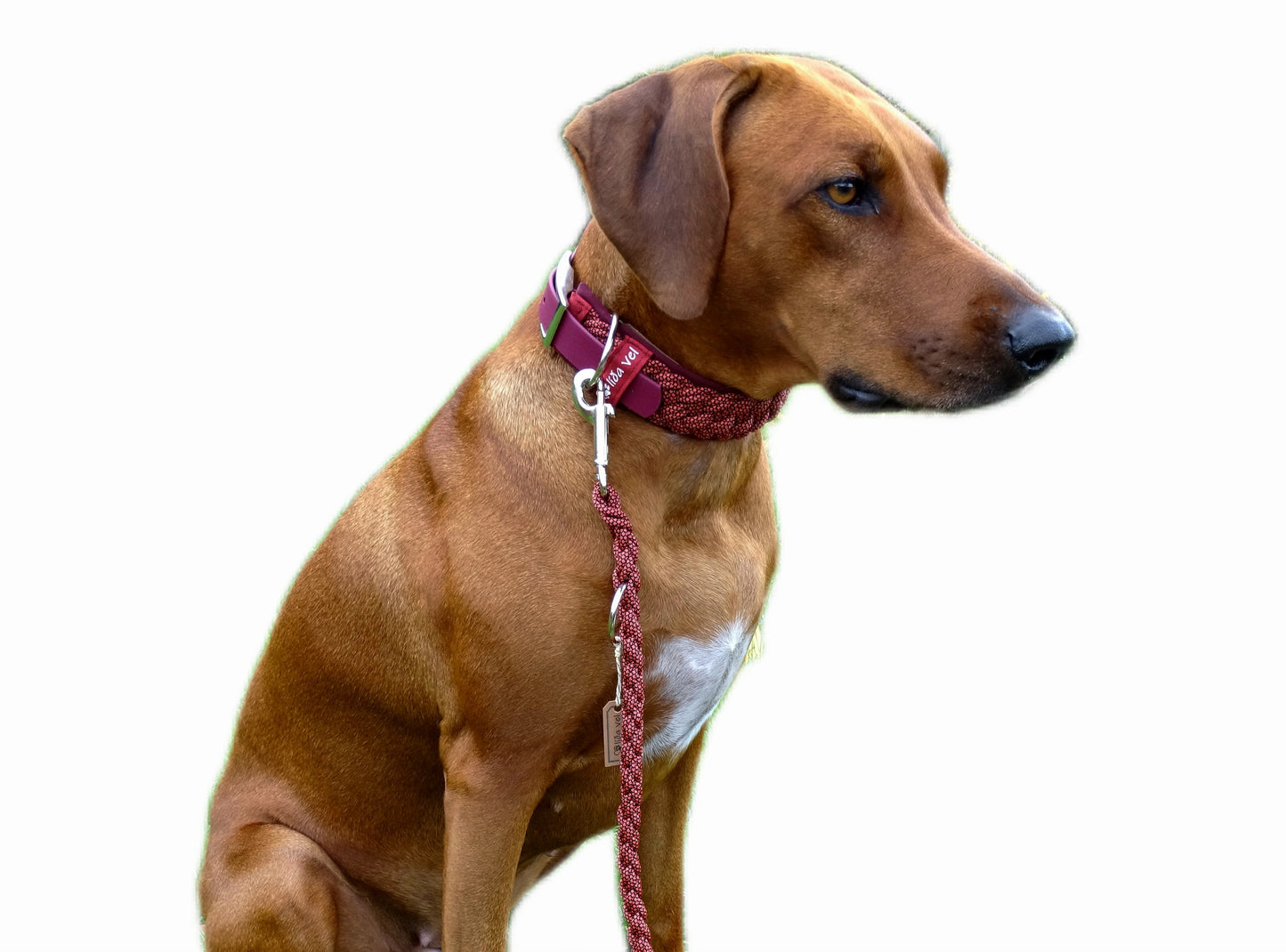 Paracordhalsband Softshell gepolstert Bordeaux verstellbar