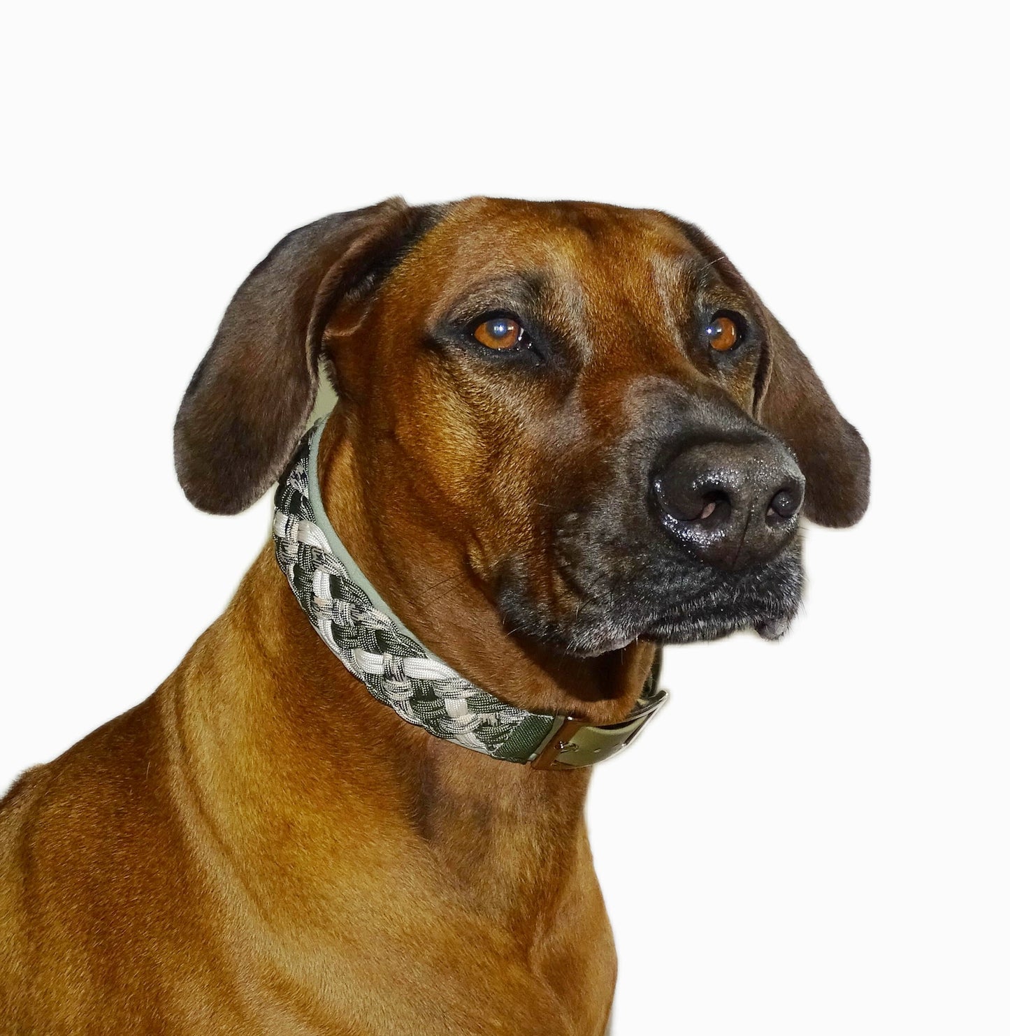 Paracordhalsband gepolstert Olive verstellbar