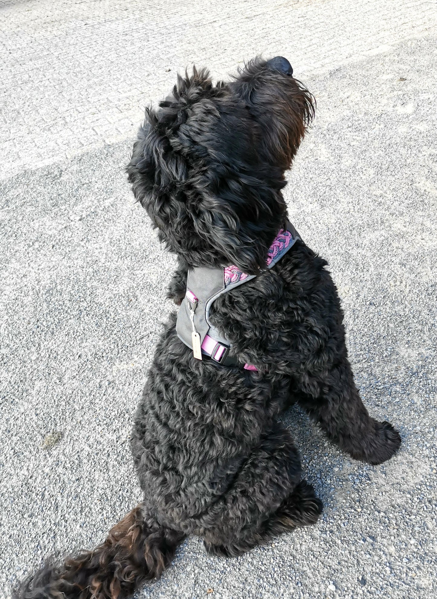 Gepolstertes Hunde Geschirr Rosa Paracord, personalisierbar