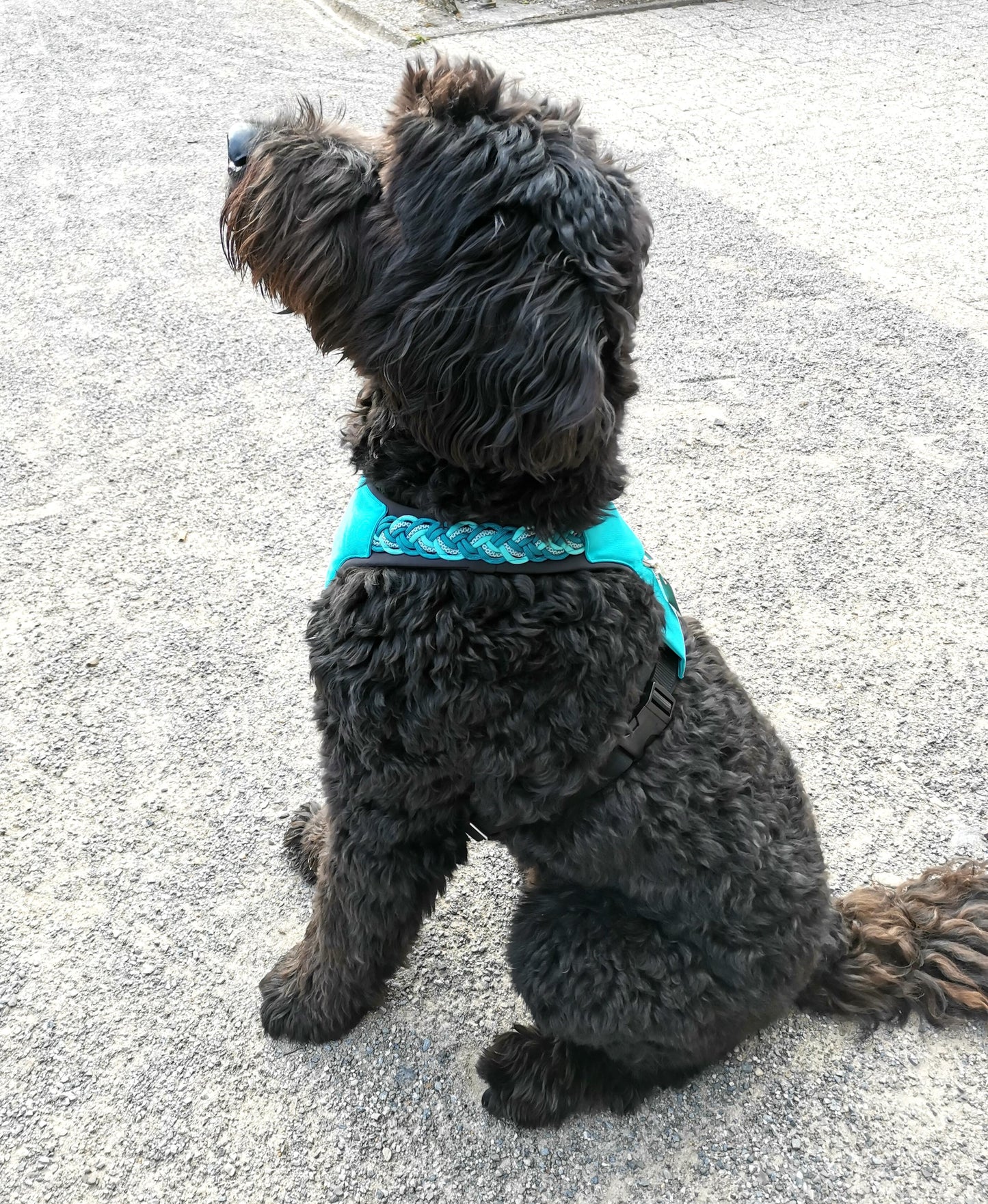 Gepolstertes Hunde Geschirr Türkis Paracord, personalisierbar