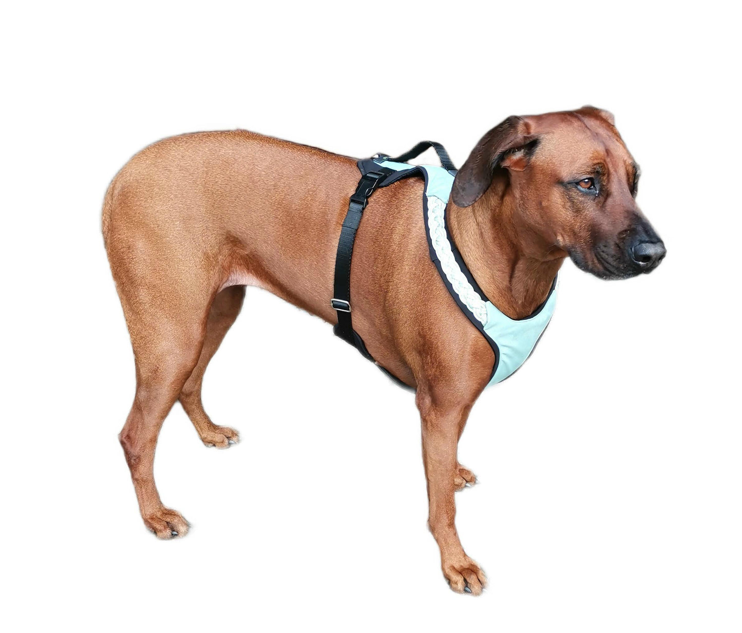 Gepolstertes Hundegeschirr Mint, personalisierbar