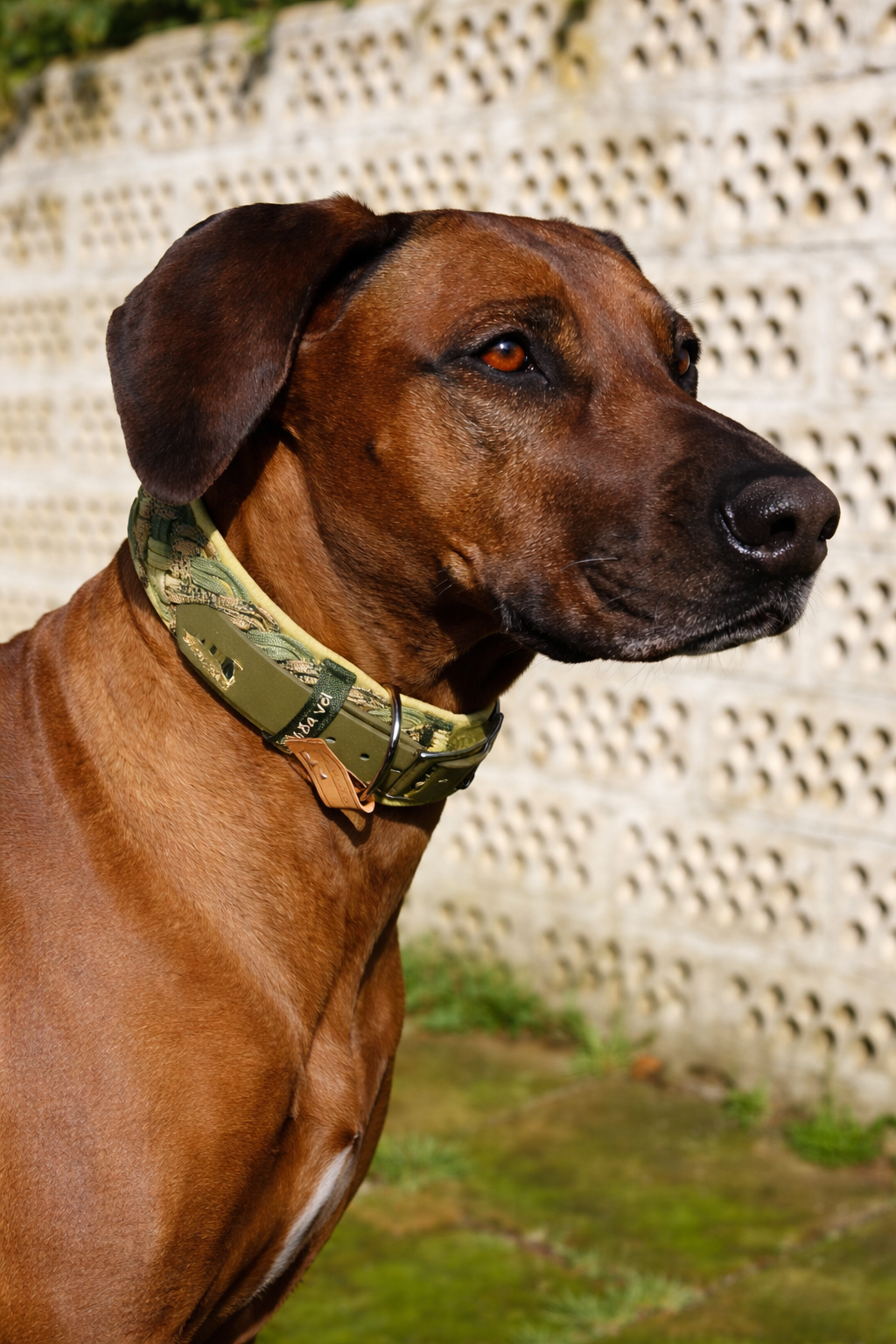 Paracordhalsband gepolstert in olive-gelb verstellbar