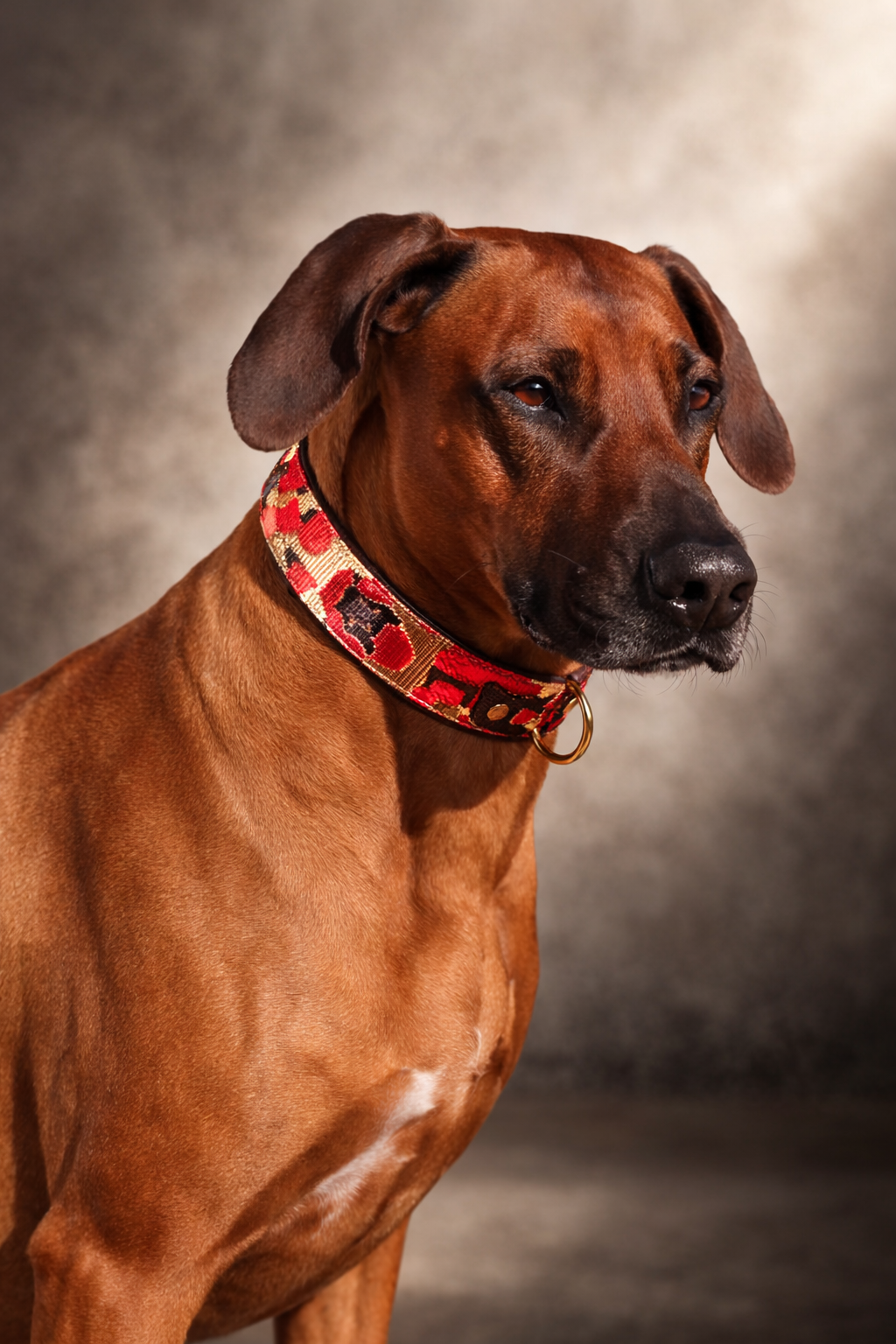 Hundehalsband gepolstert in Leo Rot verstellbar