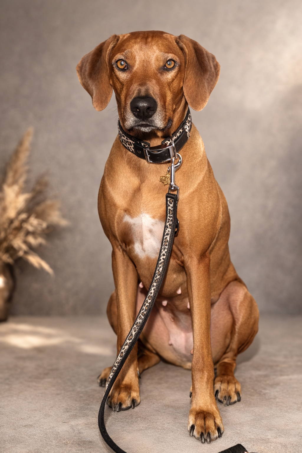 Hundehalsband gepolstert in Leo Print verstellbar