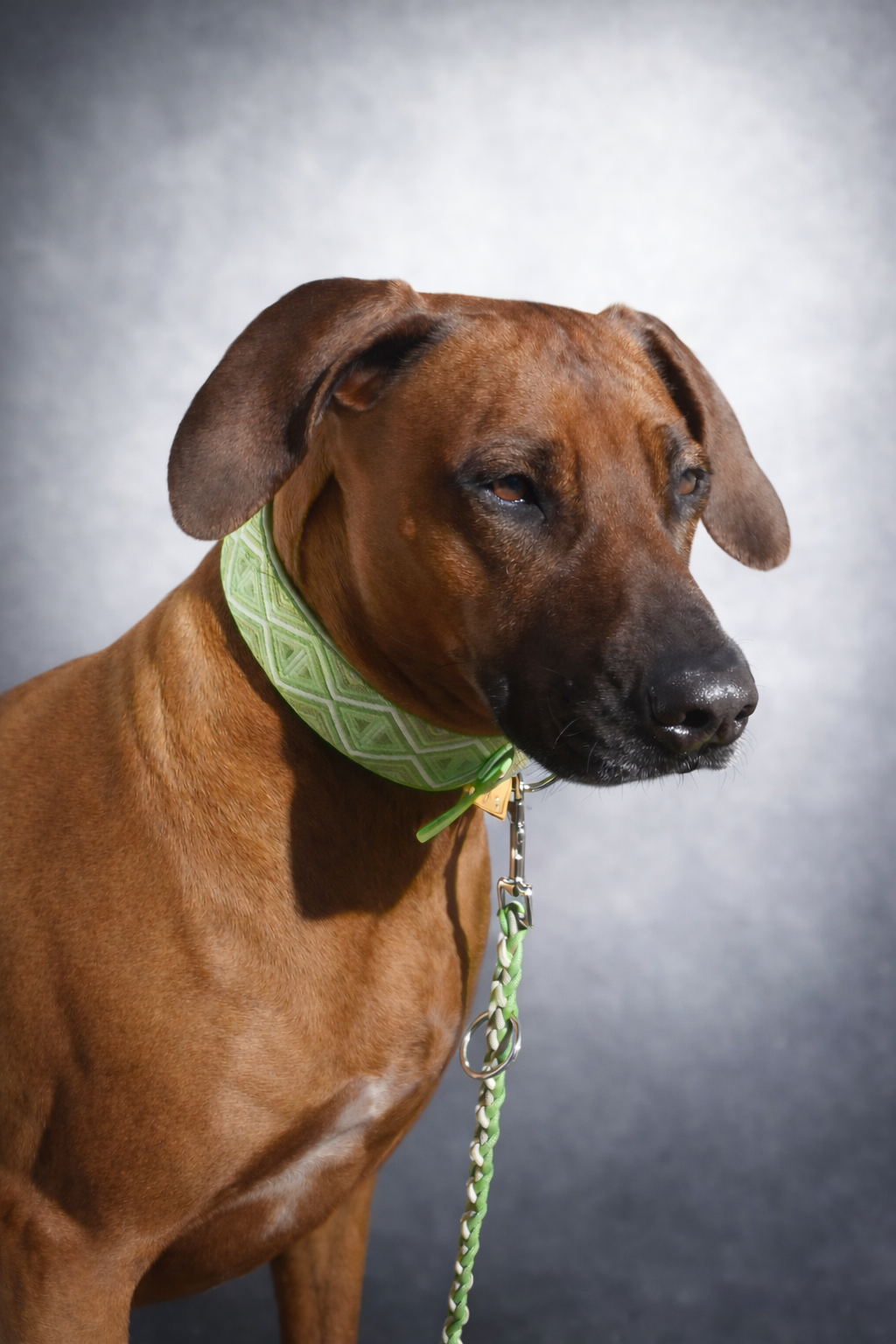 Hundehalsband gepolstert in grün verstellbar