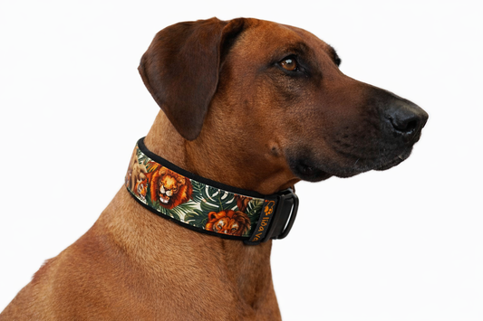 Alva gepolstertes Biothane Halsband Safari verstellbar