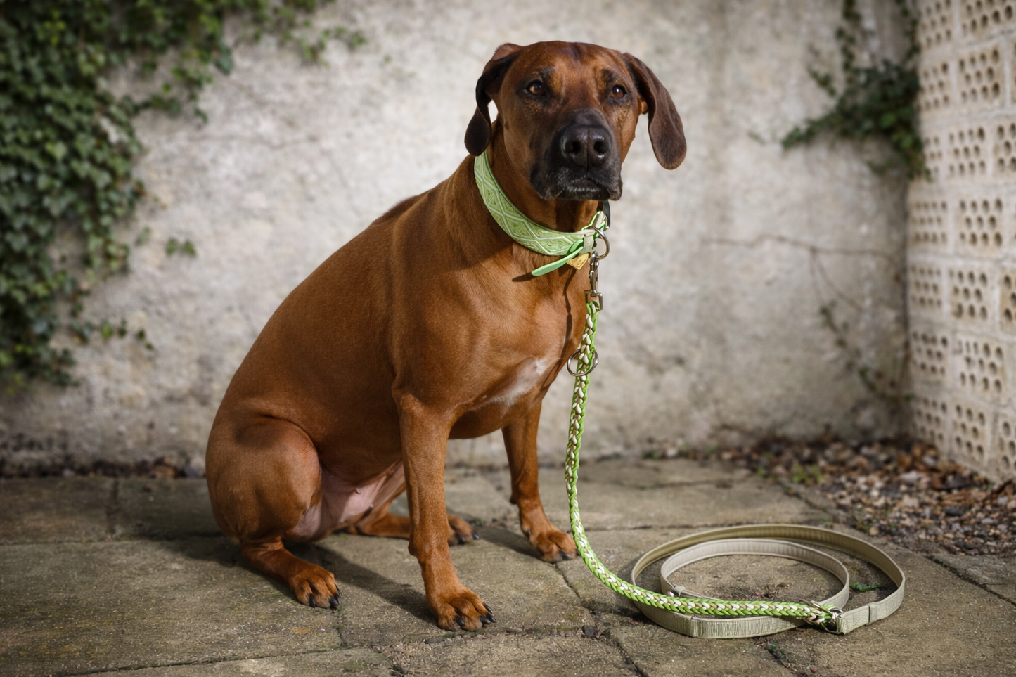 Hundehalsband gepolstert in grün verstellbar