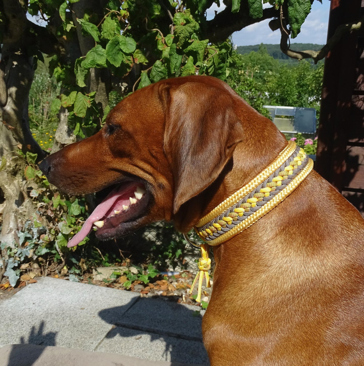Breites Hundehalsband gelb