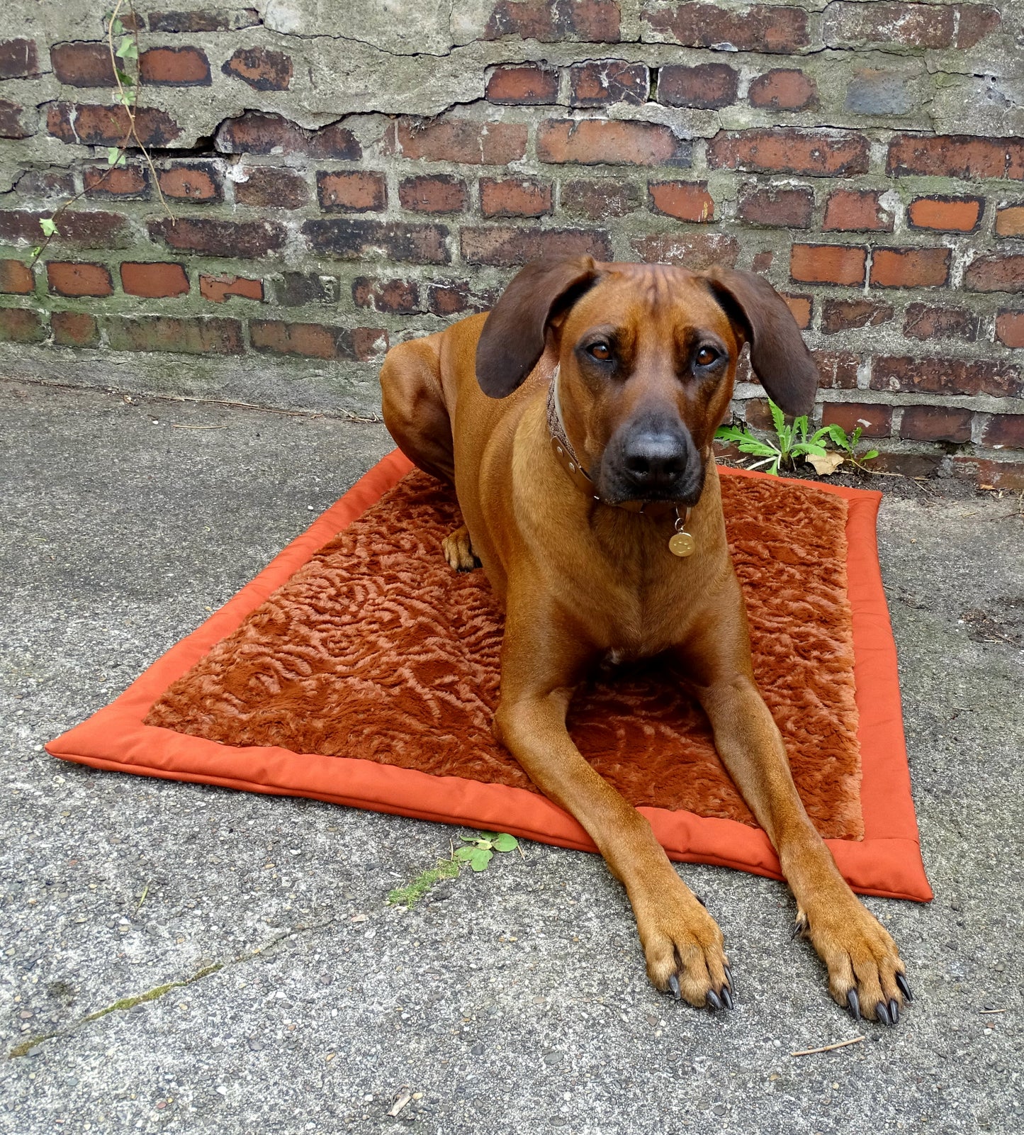 Outdoor Hundedecke für unterwegs rost Orange