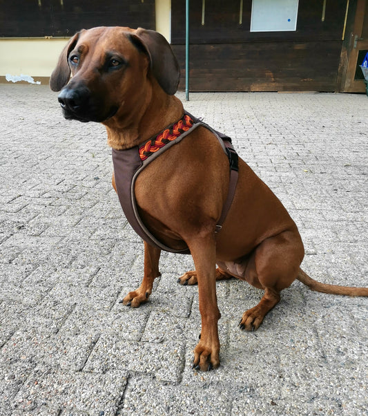 Gepolstertes Hunde Geschirr Braun Orange Paracord, personalisierbar